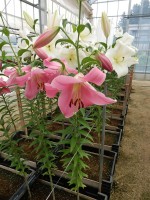 [4442 PO38 Massarossa No01.JPG]